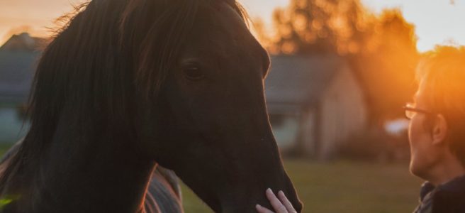 Upplev den obeskrivliga relationen till hästen