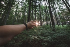 Friska träd med arborist i Malmö